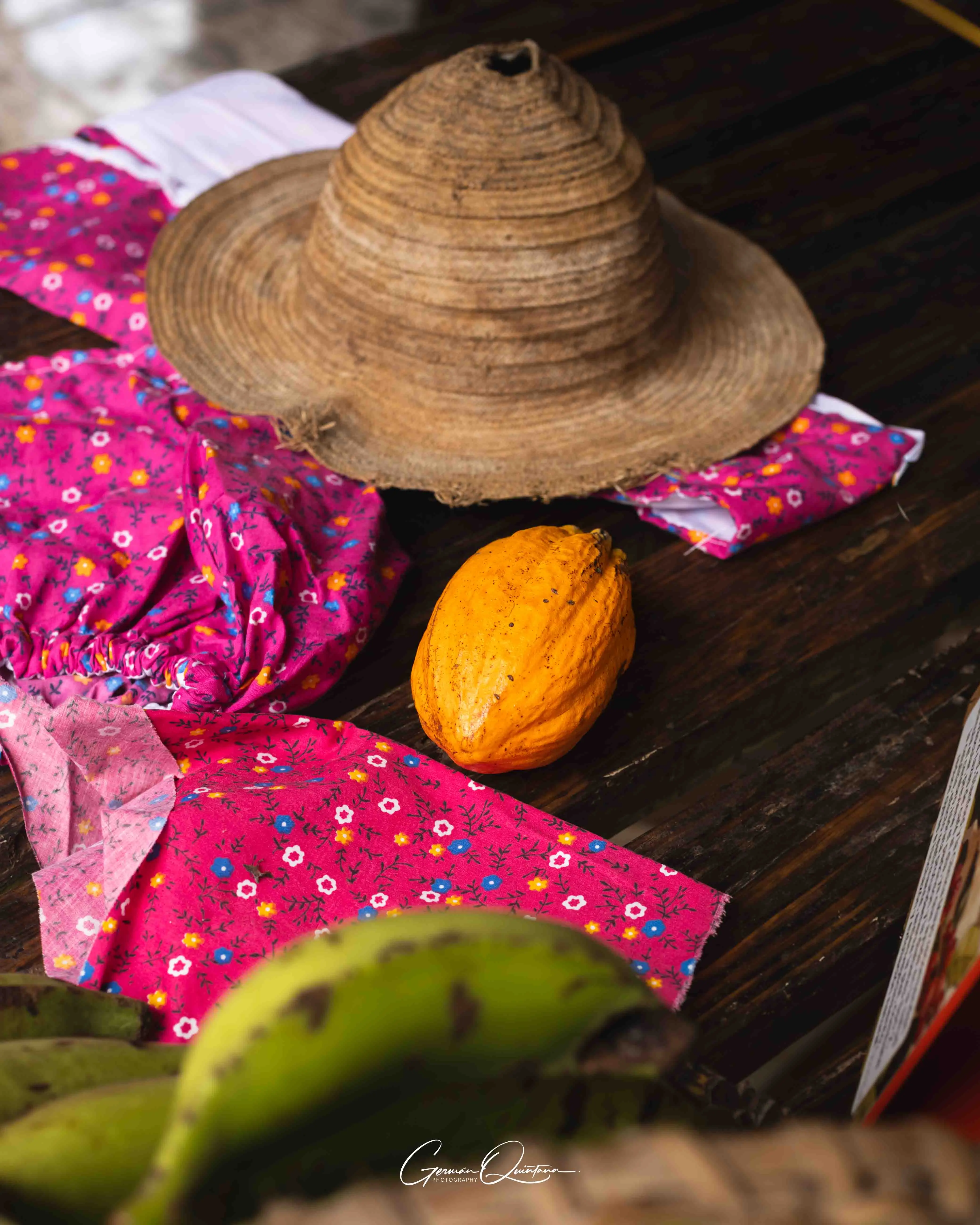 Mazorca madura de cacao cultivada en la finca