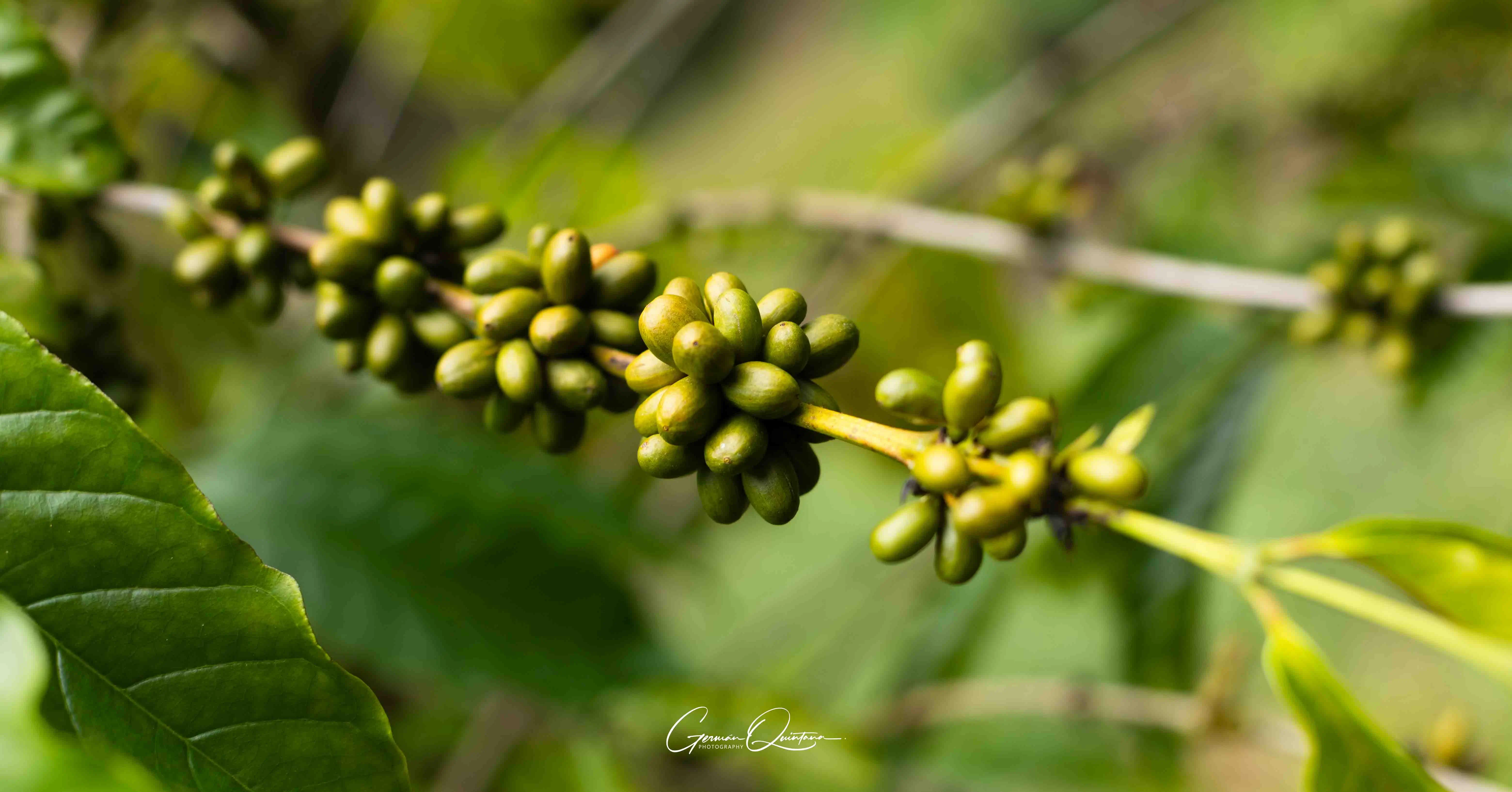Frutos verdes de café cultivados en la finca