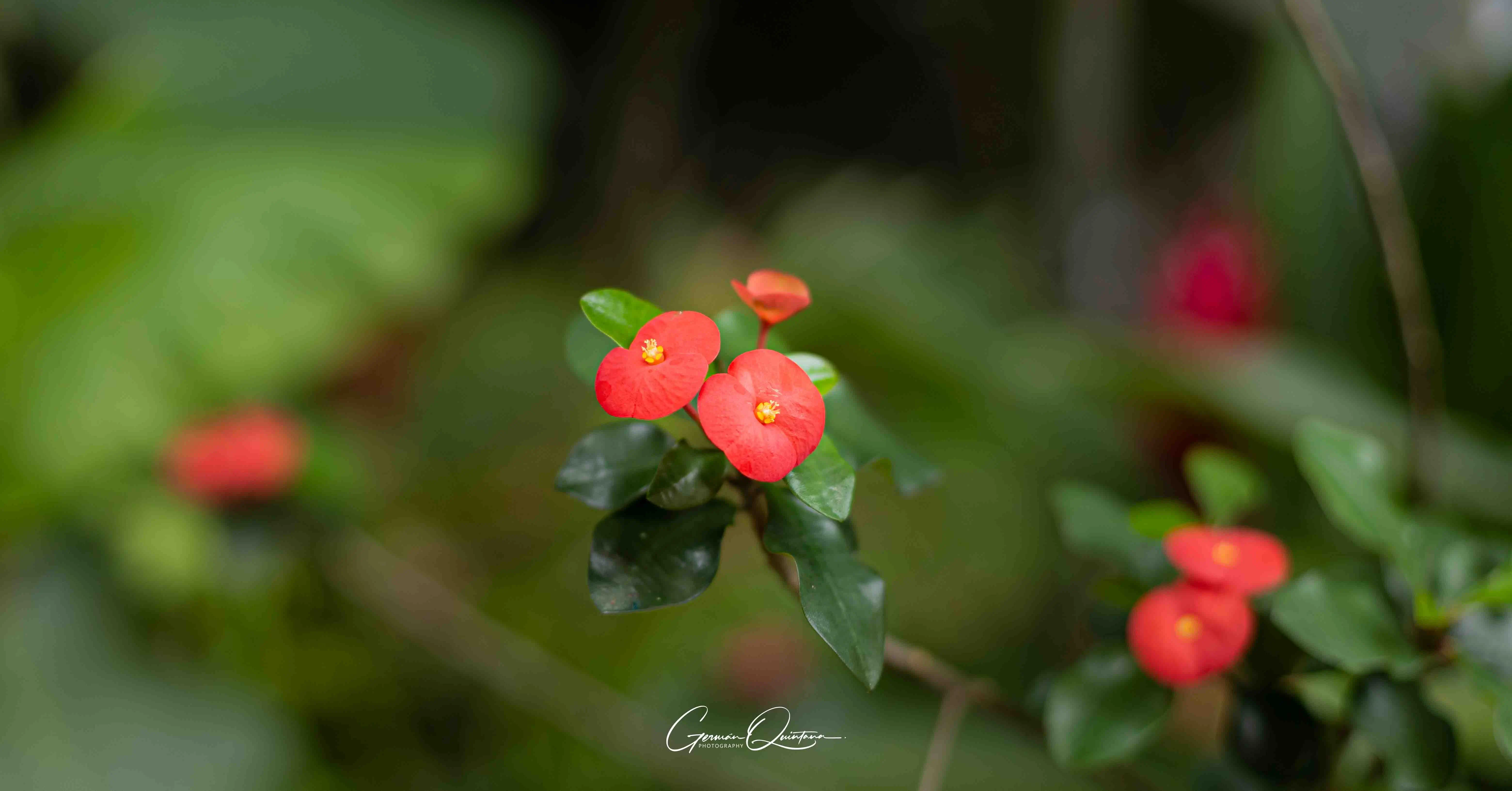 Flor tropical del jardín de la finca