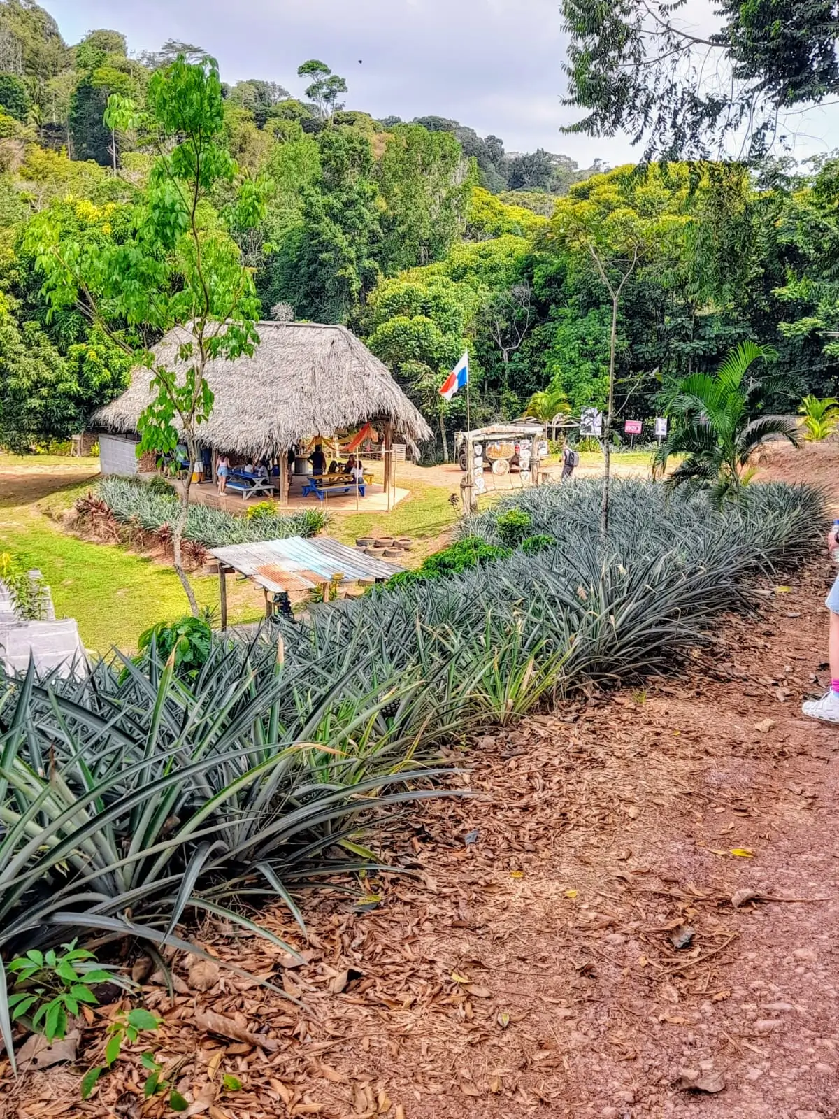 canasta con frutas tropicales y piñas en un huerto iluminado