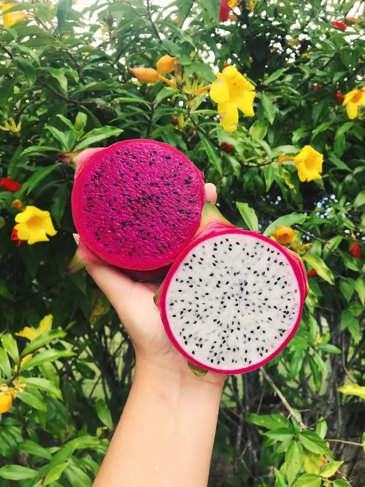pitahaya (fruta del dragón) fresca, lista para degustar
